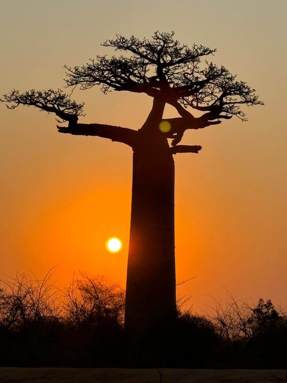 BAOBAB